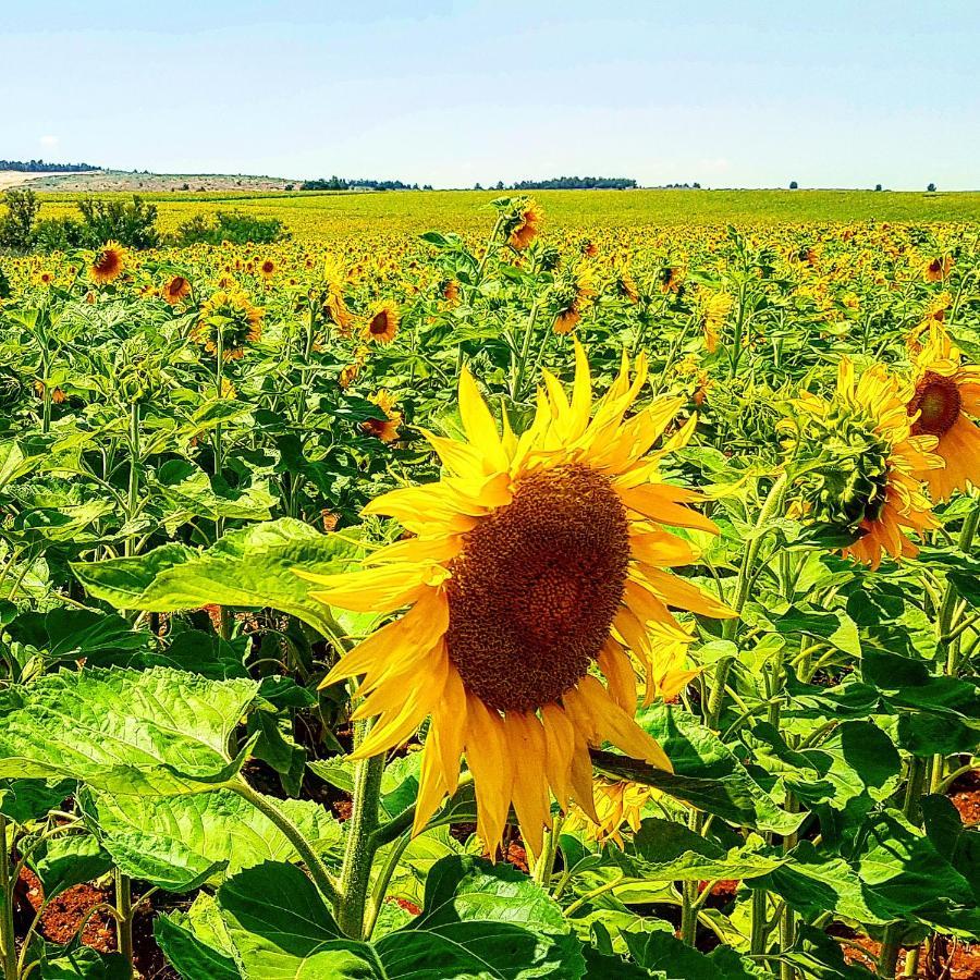 Bed and Breakfast Kibbutz Nachshon Экстерьер фото